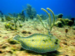 Peacock flounder swims