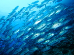 Shoal of mackerel