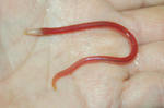 Spaghetti eel top view