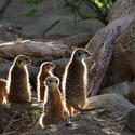 2250   meerkat mob