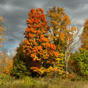 13051   fall foliage