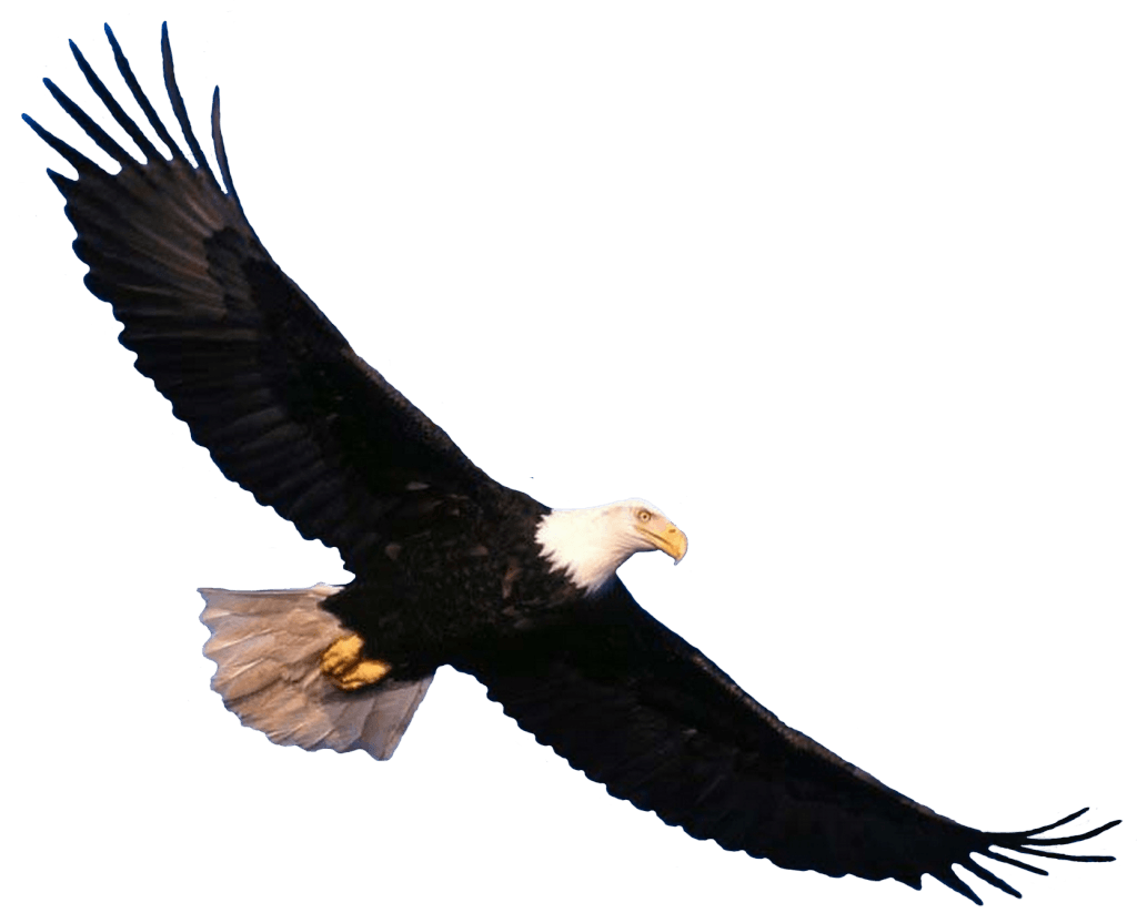 Eagle Png Image Download Transparent PNG Image