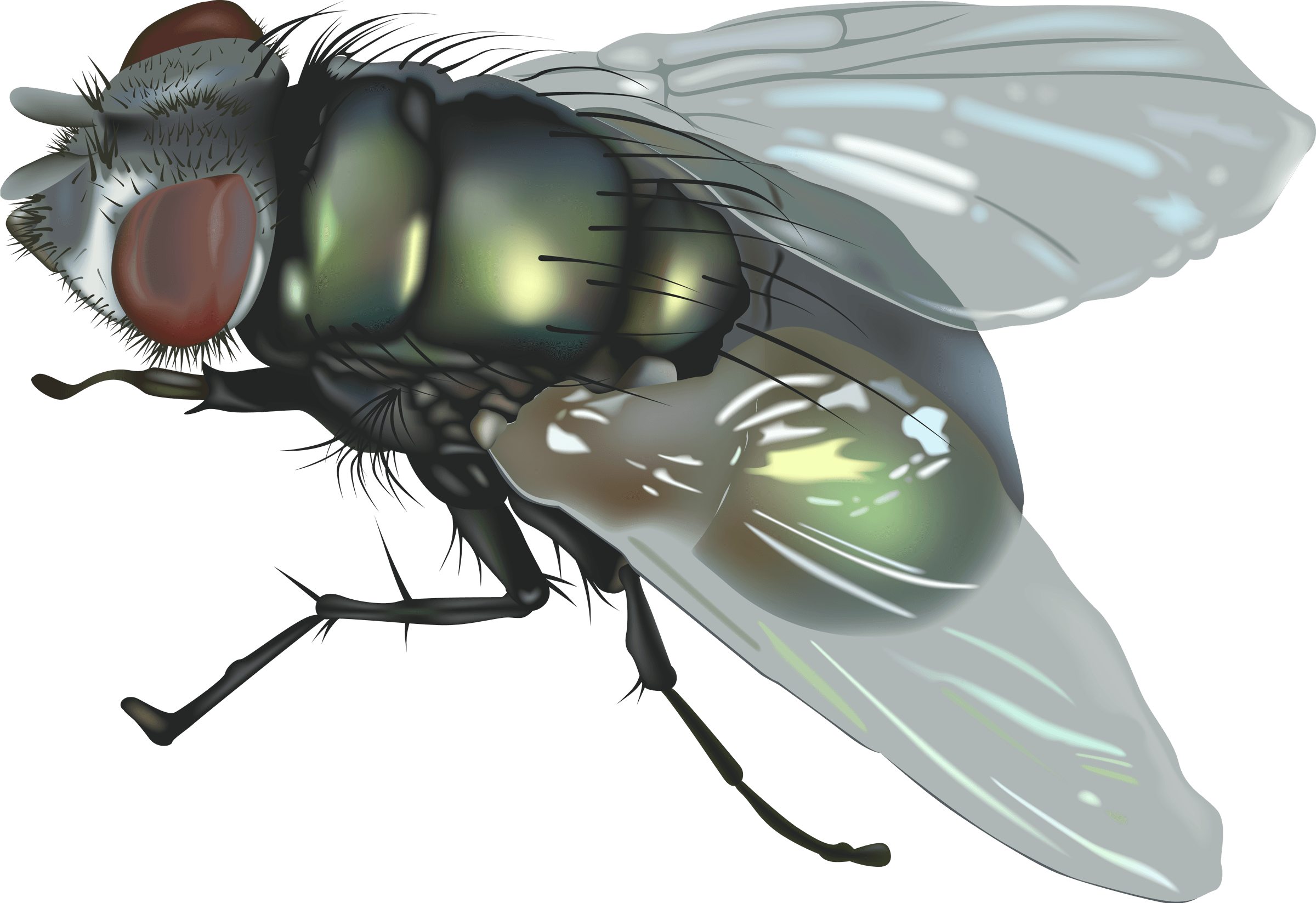 Fly Png Image Transparent PNG Image