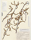 Herbarium sheet image thumbnail