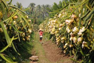 bunga-buah-naga