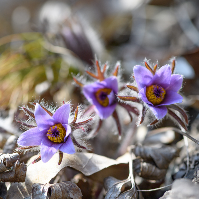 Donggang pasque flower in bloom