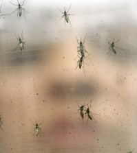 In this Jan. 18, 2016 photo, a researcher holds a container with female Aedes aegypti mosquitoes at the Biomedical Sciences Institute in the Sao Paulo's University, in Sao Paulo, Brazil. The Aedes aegypti is a vector for transmitting the Zika virus. The Brazilian government announced it will direct funds to a biomedical research center to help develop a vaccine against the Zika virus linked to brain damage in babies. (AP Photo/Andre Penner)