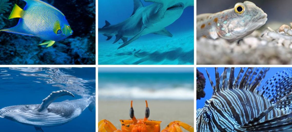 Sea Animals from A to Z