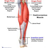 Gastrocnemius muscle