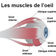 Les muscles de l oeil