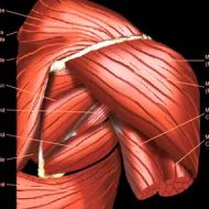 Muscle epaule