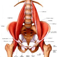 Muscle grand psoas