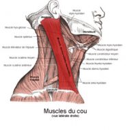 Muscle nuque douleur