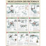 Musculation des pectoraux