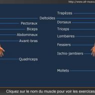 Musculation par muscle