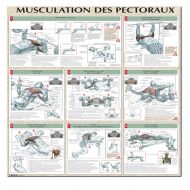 Musculation pectoraux rapide