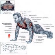 Musculation sans poids