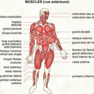 Nombre de muscle dans le corps humain