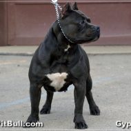 Pitbull muscle builder