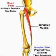 Sartorius muscle