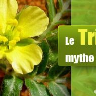 Tribulus terrestris musculation