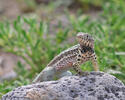 Lava Lizard