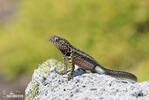 Lava Lizard