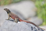 Lava Lizard