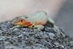 Lava Lizard