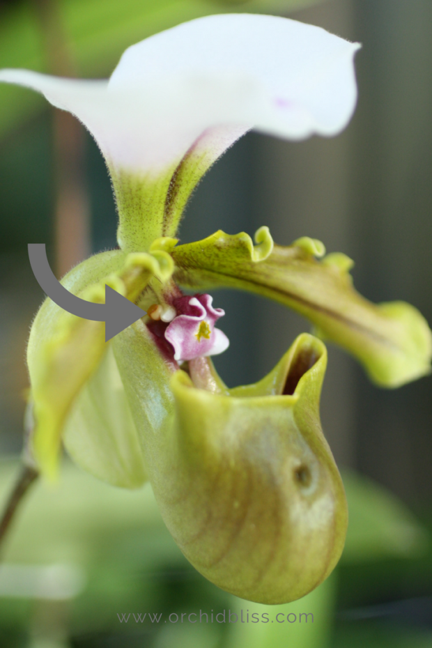 paphiopedlium-pollen-packet-orchid-facts.png