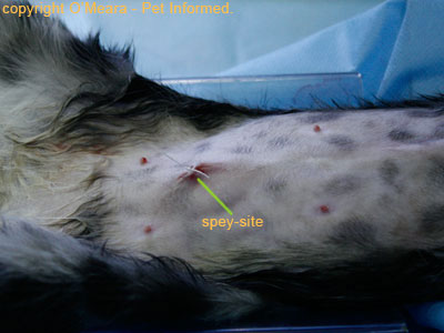 This is a female cat after being desexed. She has a small stitch in her belly wall. Similar stitches appear in the bellies of female dogs after dog spaying surgery.