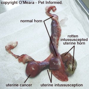 A rabbit uterus with cancer and uterine horn intussusception. This could have been prevented by rabbit spaying surgery.