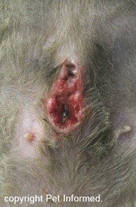 Broken down spay wound images - the cat has pulled its stitches out.