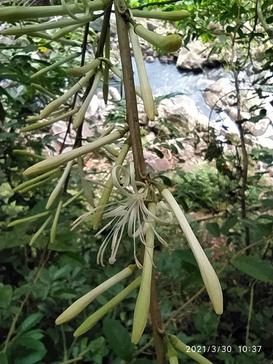 Cornaceae Alangium longiflorum