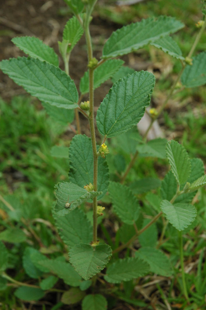 Byttneriaceae Waltheria indica