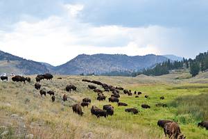 12 Top-Rated Campgrounds in Yellowstone National Park