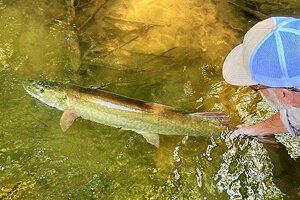 Muskie Fishing on the French Broad River, North Carolina