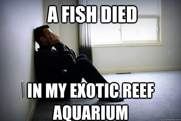 a fish died in my exotic reef aquarium - a fish died in my exotic reef aquarium  First world woes