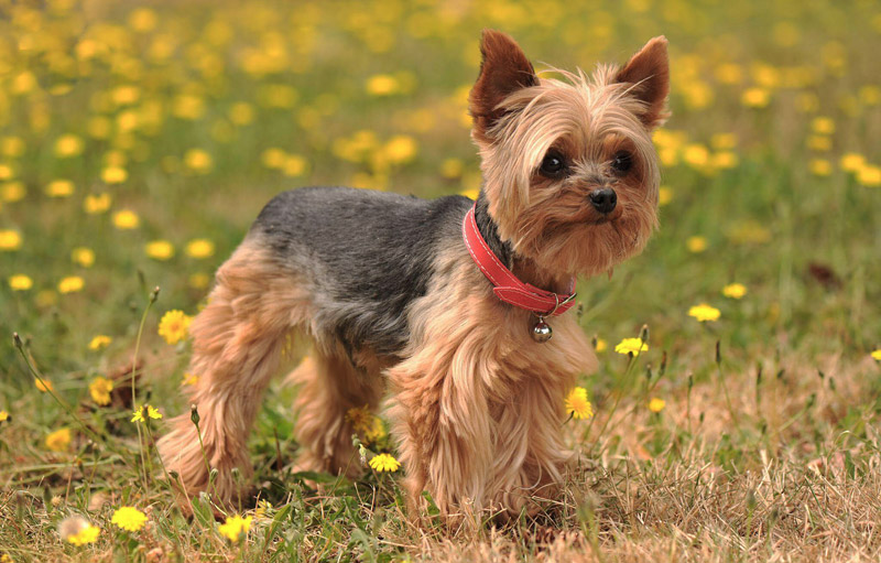 10 Smallest Dog Breeds in the World