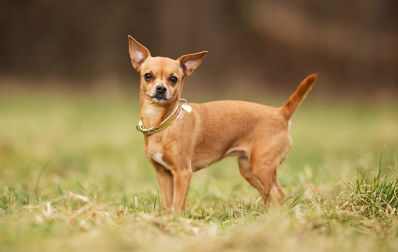 10 Smallest Dog Breeds in the World