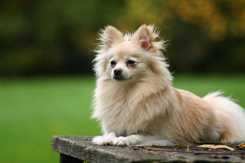 10 Smallest Dog Breeds in the World