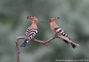 Pandion Wild Tours / Wildlife tours in Bulgaria | Sofia, Bulgaria | Birdwatching