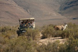 Big 5 Safari