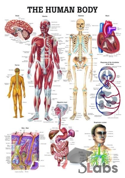 The Human Body