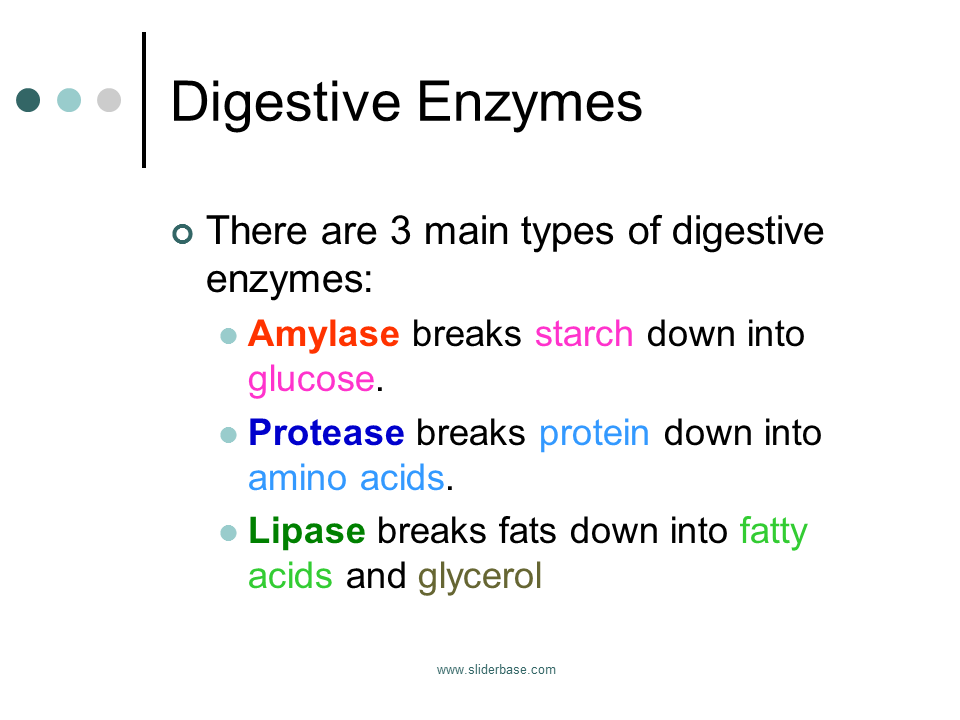 Digestive Enzymes