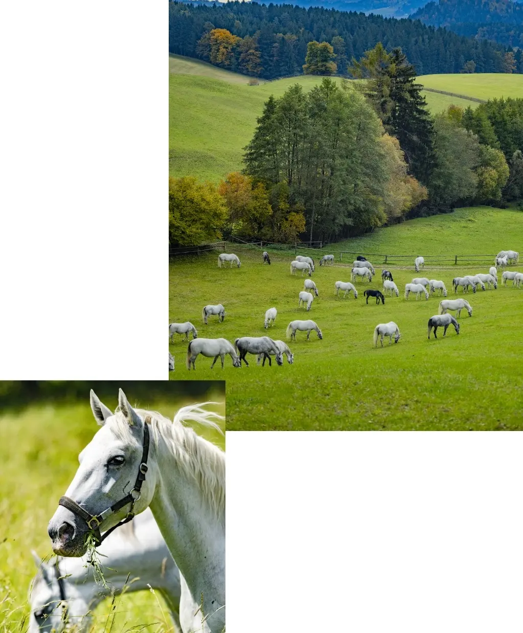 weiße Pferde in grüner Natur