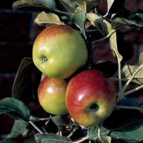 Photo of apples in tree.