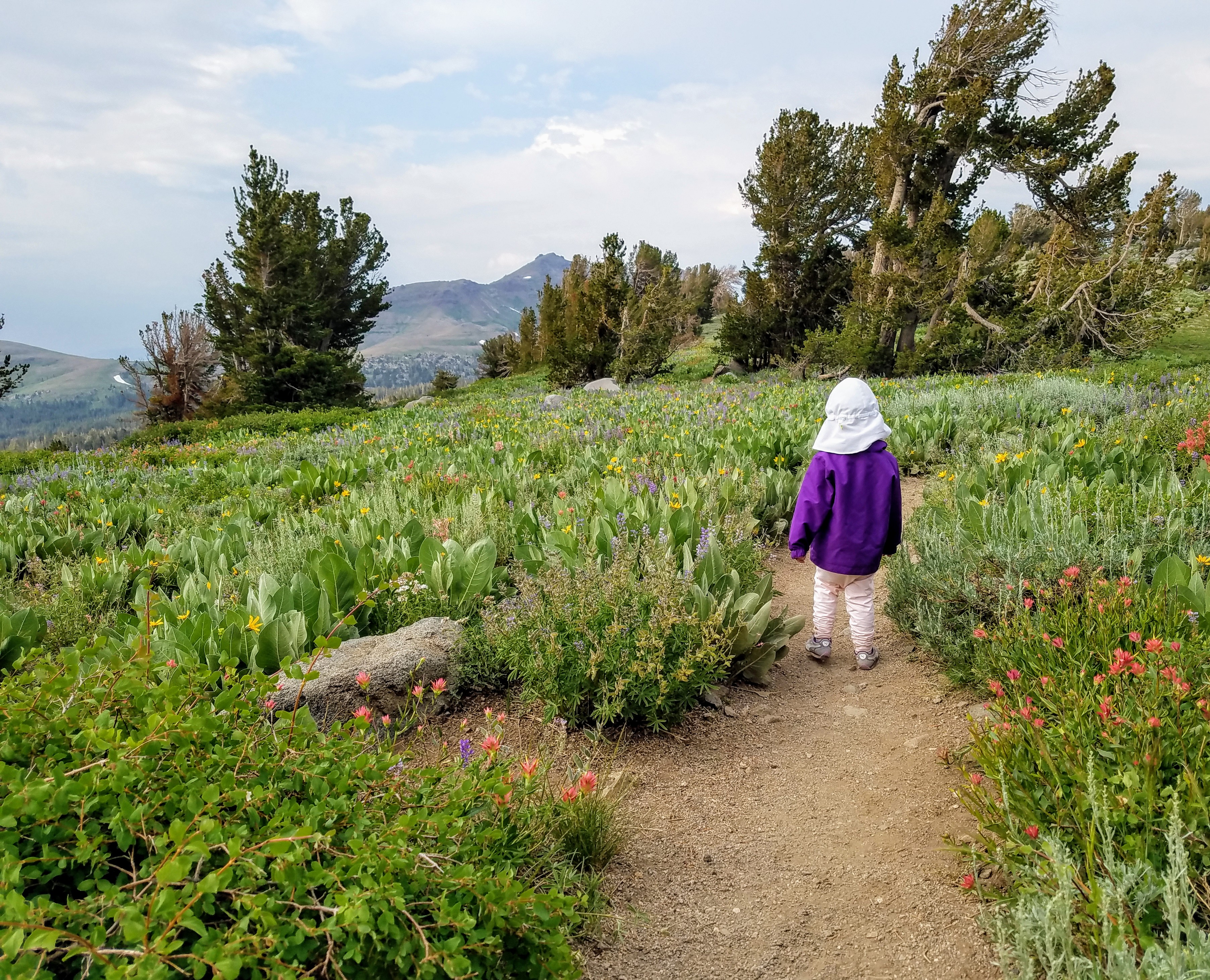 winnemucca lake hike in mokelumne wilderness