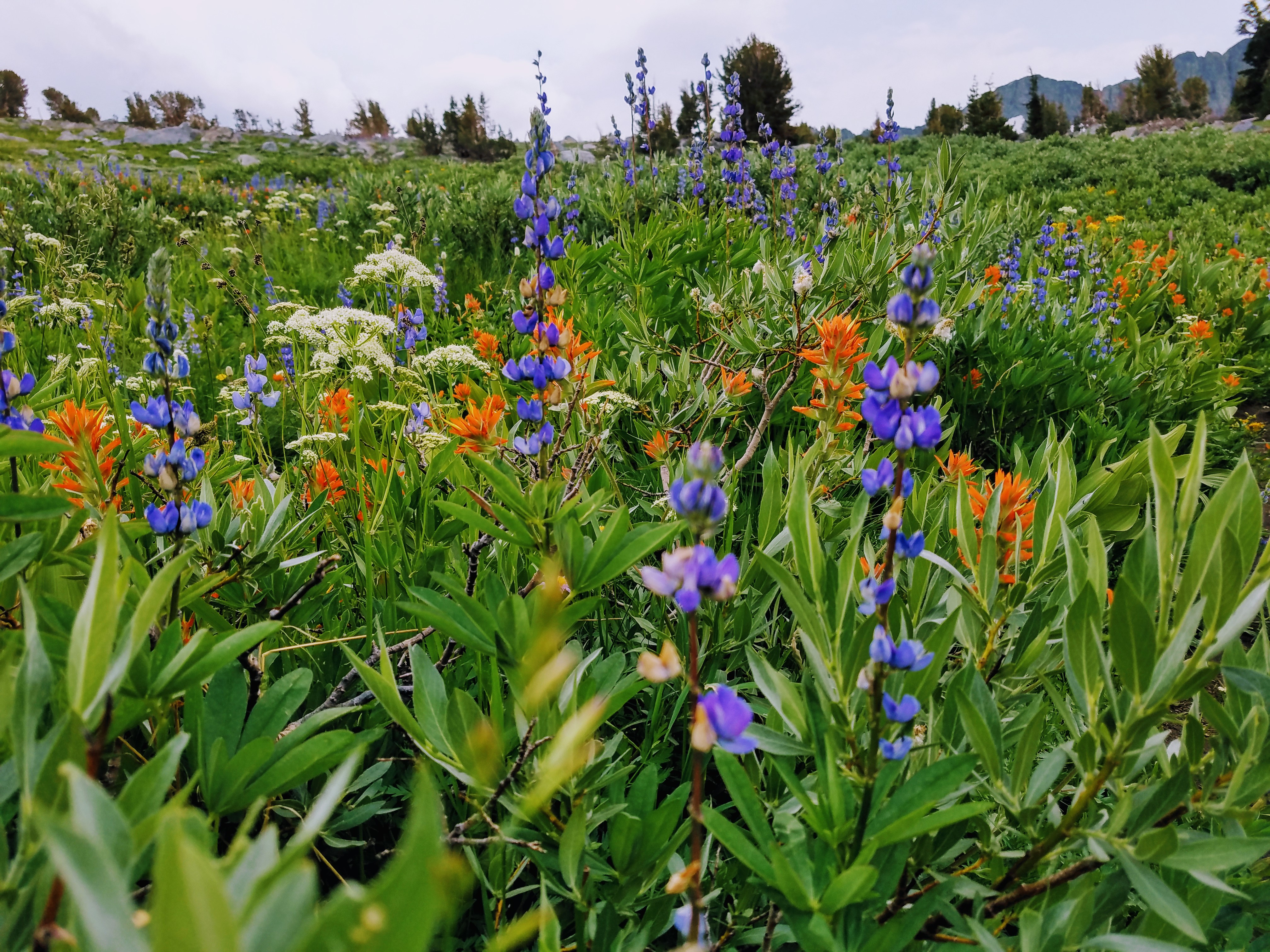 winnemucca lake hike in mokelumne wilderness