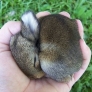 Baby bunny is sleeping